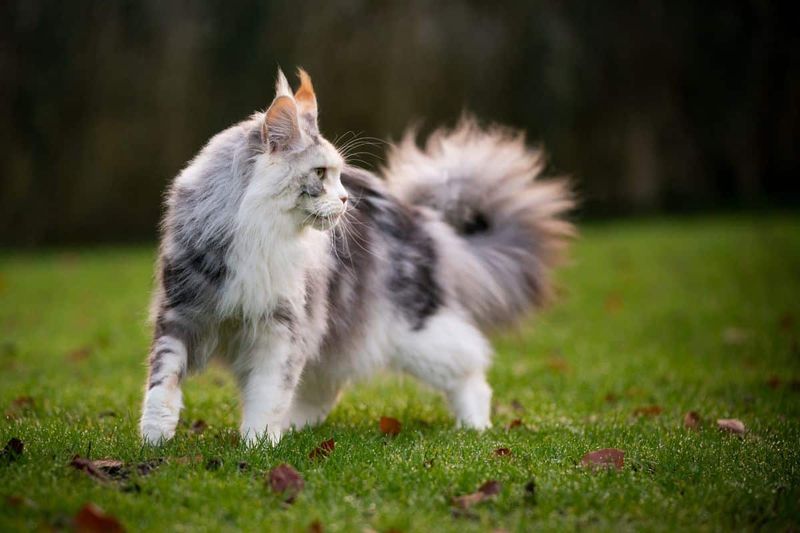 Maine Coon
