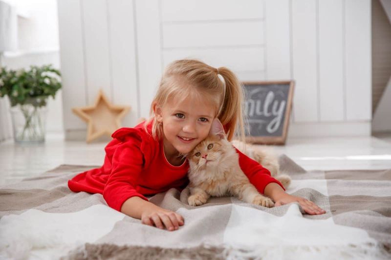 Maine Coon