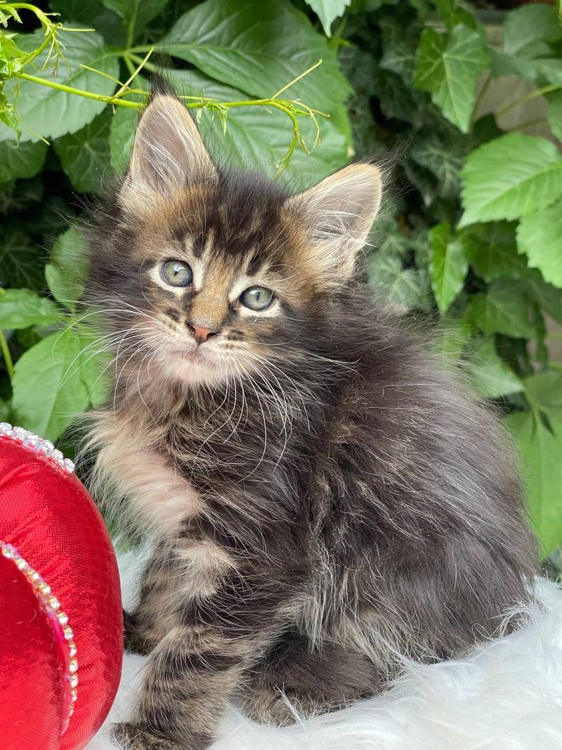 Maine Coon