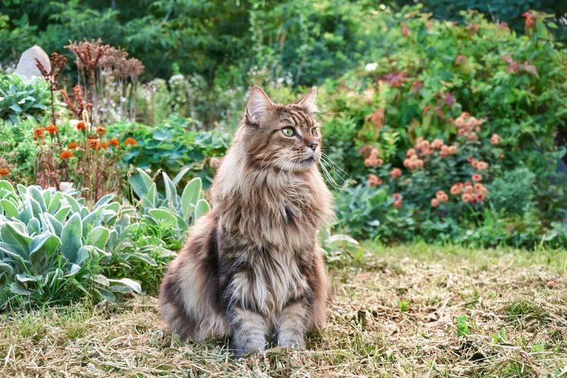 Maine Coon