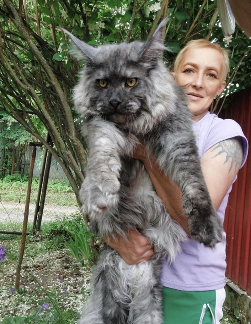 Maine Coon