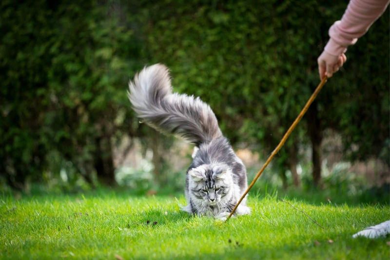 Maine Coon