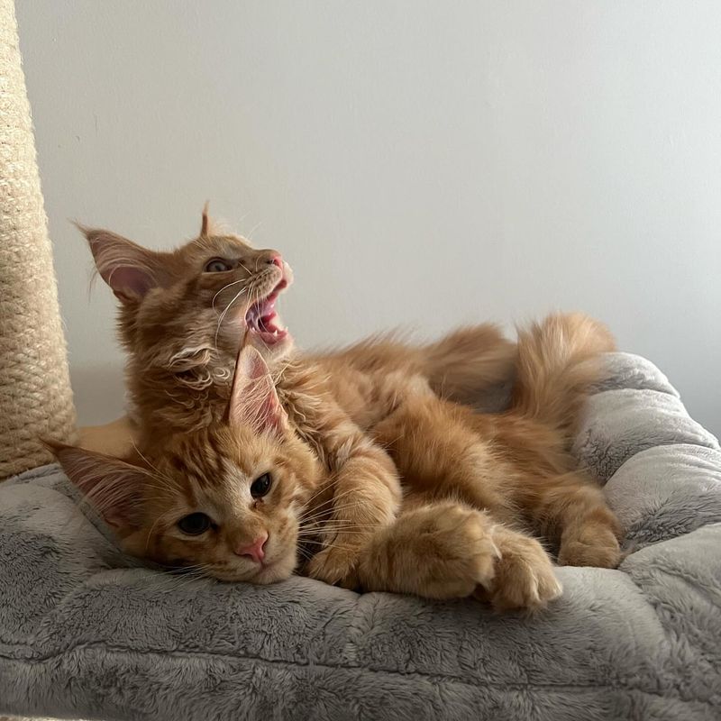 Maine Coon