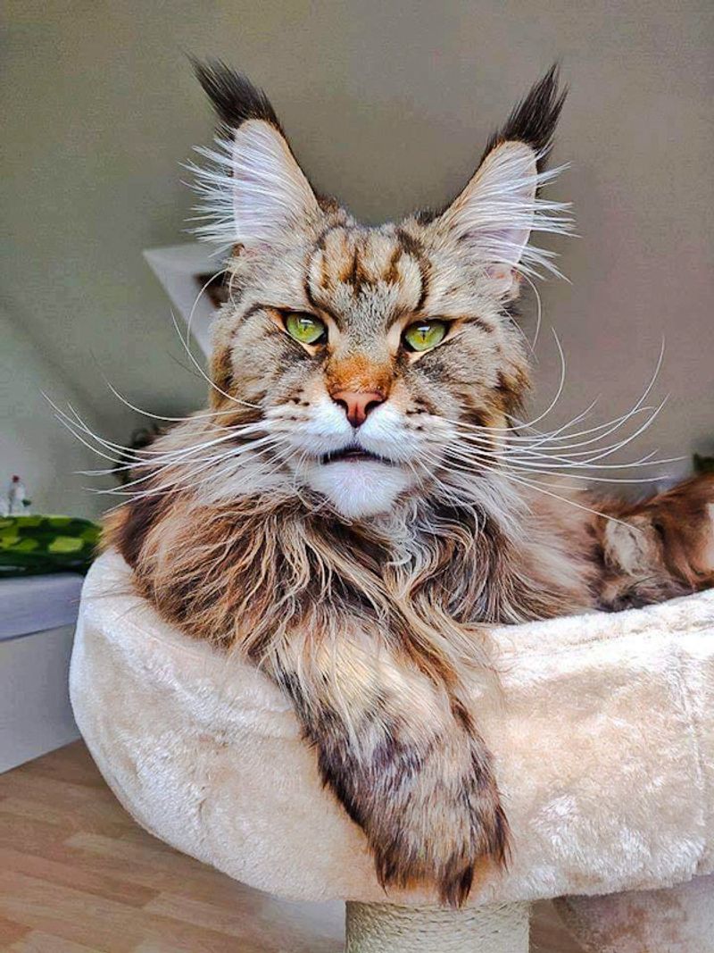 Maine Coon