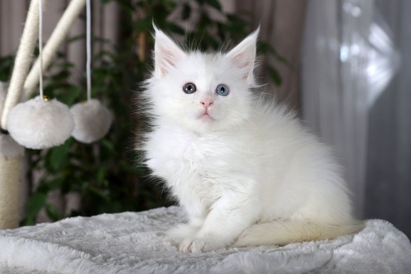 Maine Coon