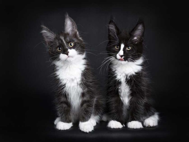 Maine Coon