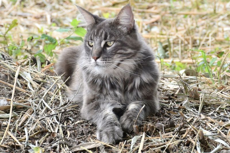 Maine Coon