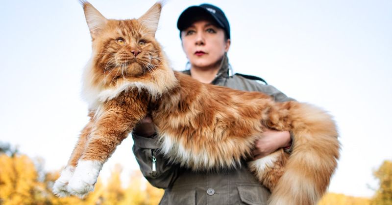 Maine Coon