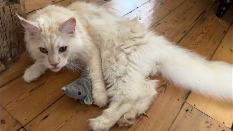 Maine Coon
