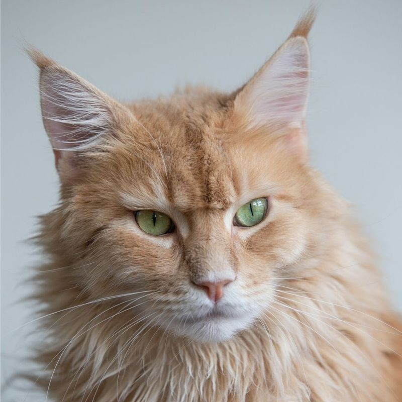 Maine Coon