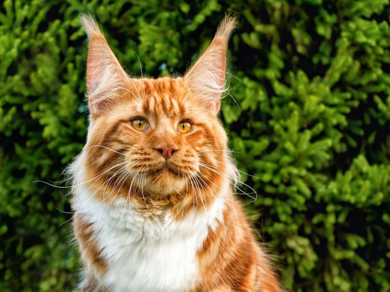 Maine Coon
