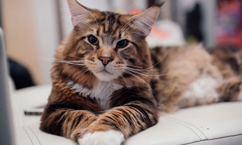 Maine Coon