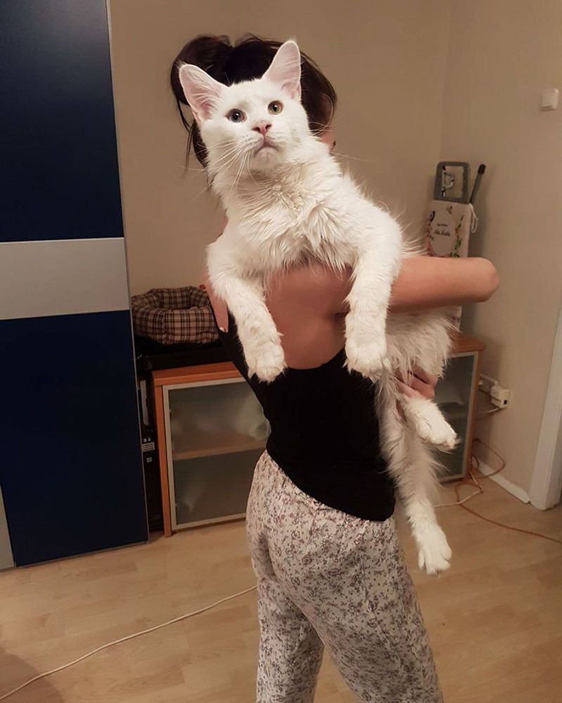 Maine Coon