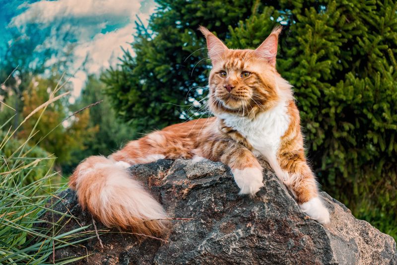 Maine Coon