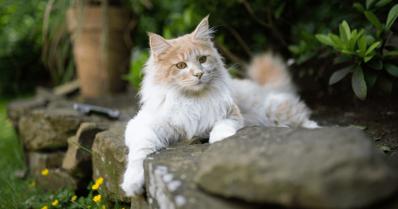 Maine Coon
