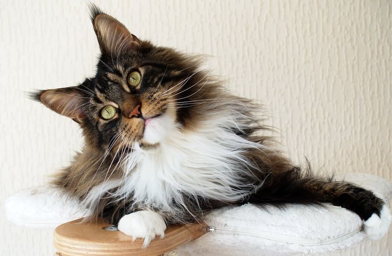 Maine Coon
