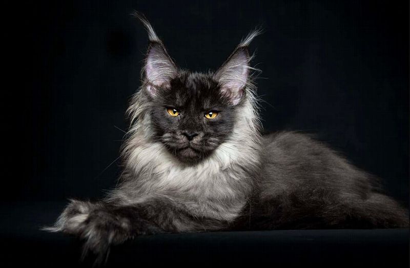 Maine Coon
