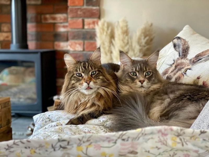 Maine Coon