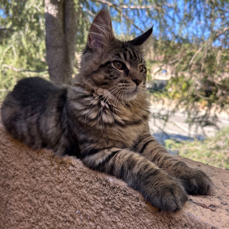 Maine Coon