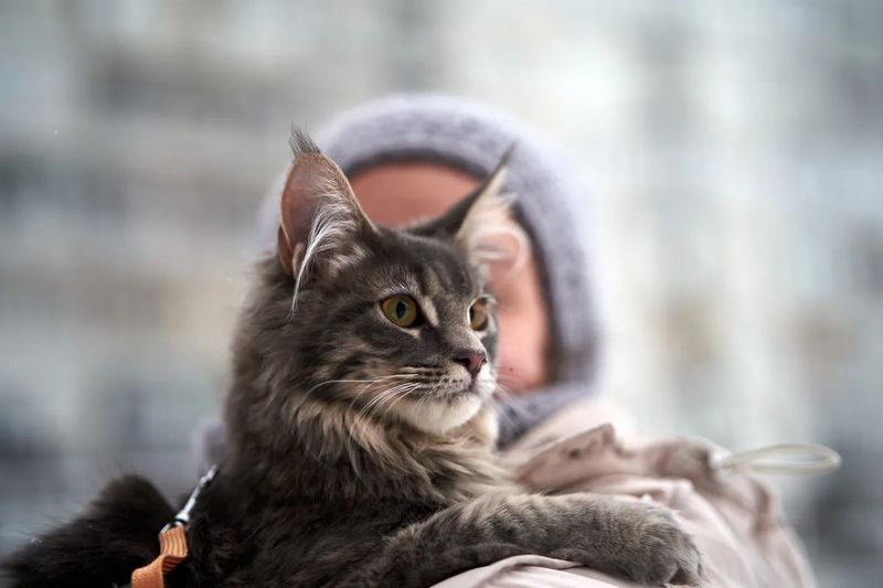 Maine Coon