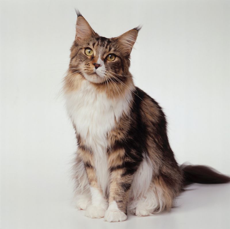 Maine Coon