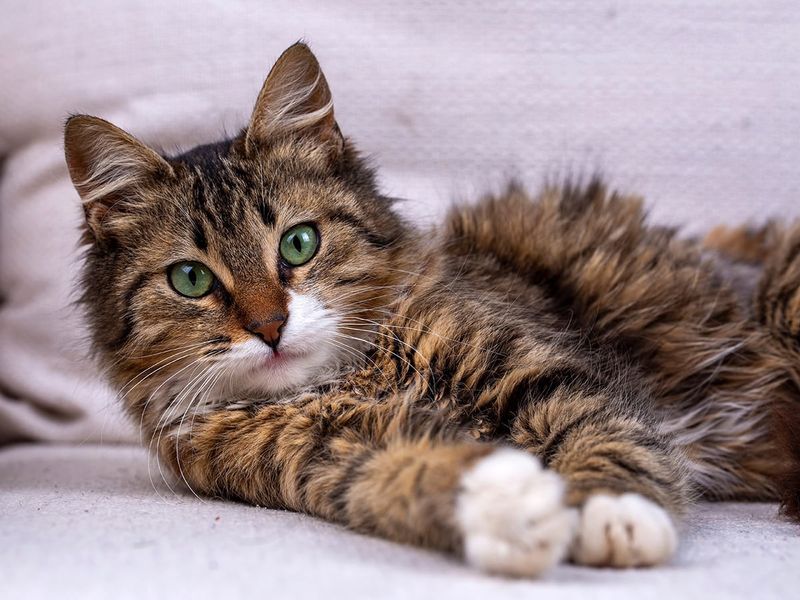 Maine Coon