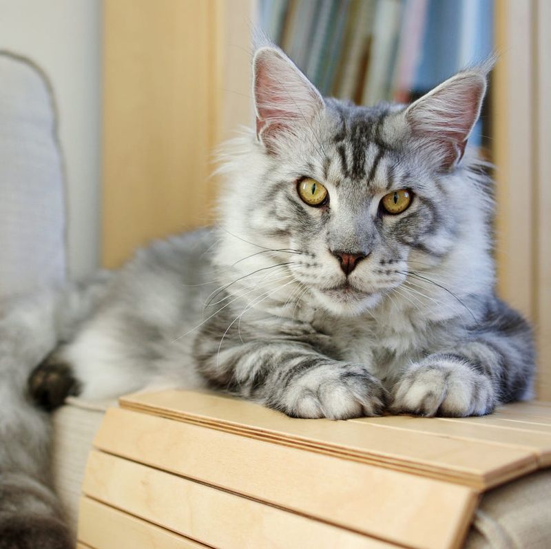 Maine Coon