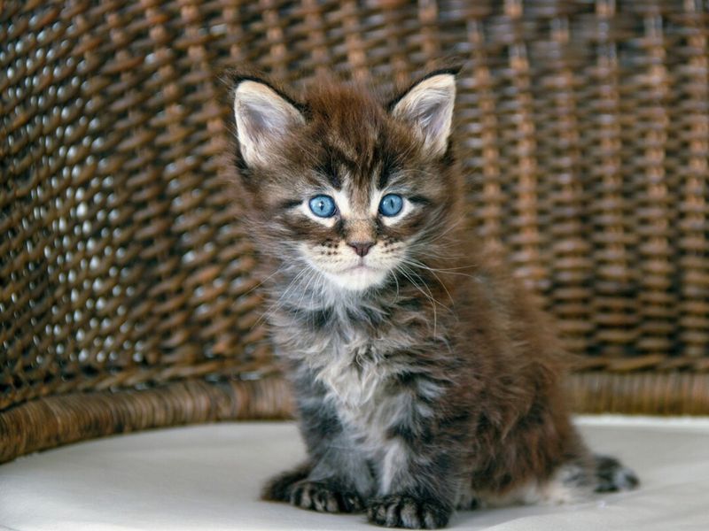 Maine Coon Cats