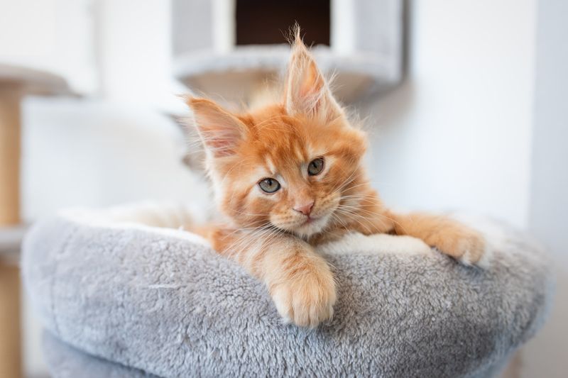 Maine Coon Cats