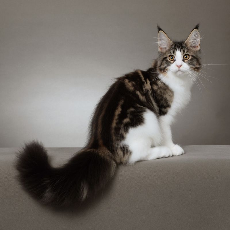 Maine Coon: Gentle Giant with a Heart of Gold