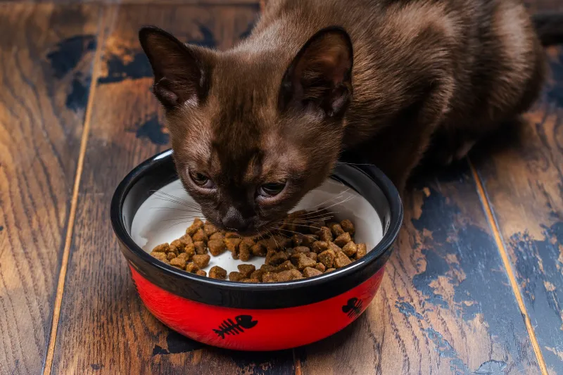 Maintain Consistent Feeding Times