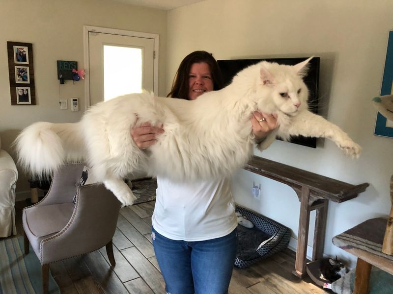 Majestic Size and Build