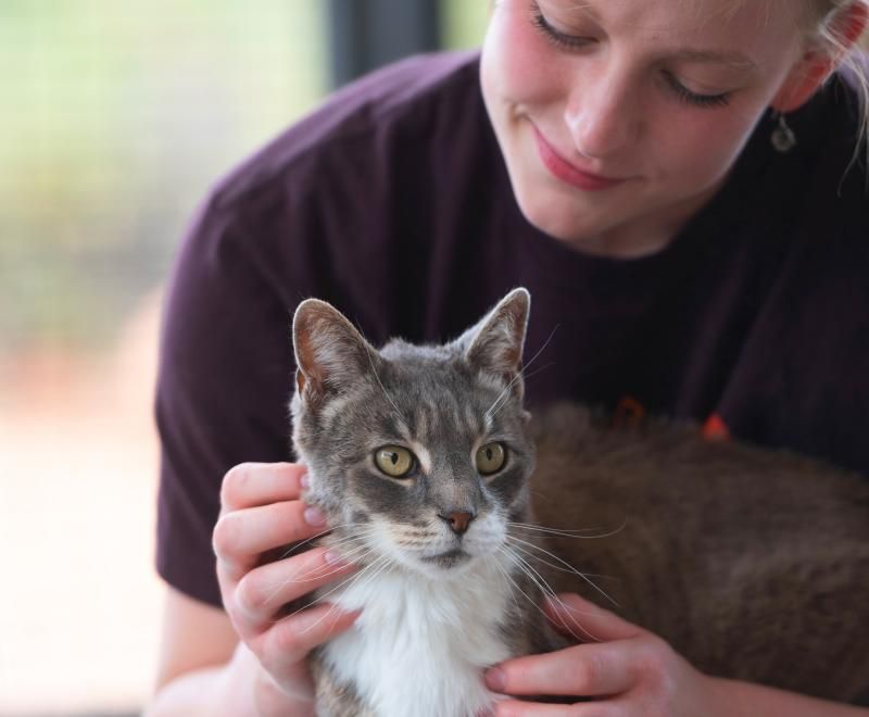 Make a Donation to Animal Welfare