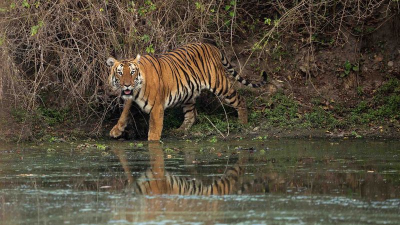 Man-Eating Tigers