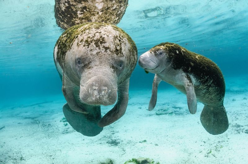 Manatees