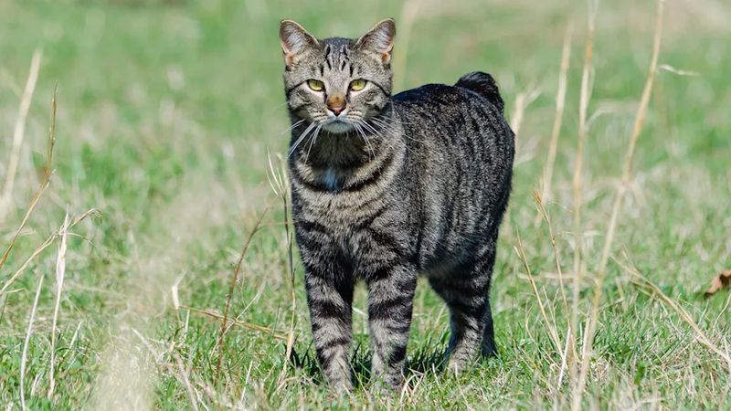 Manx