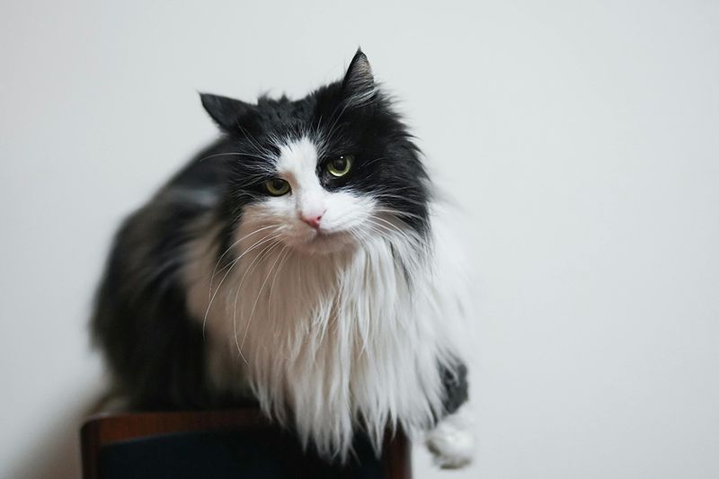 Manx