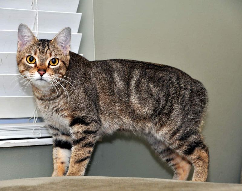 Manx