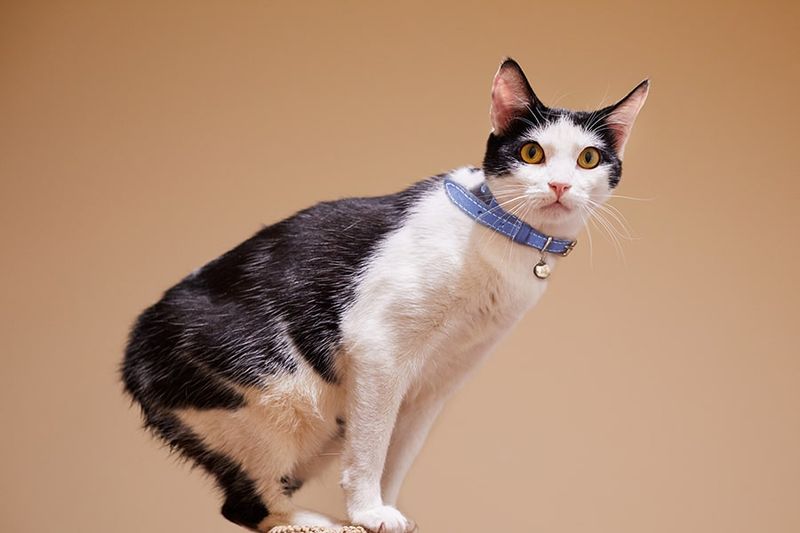 Manx