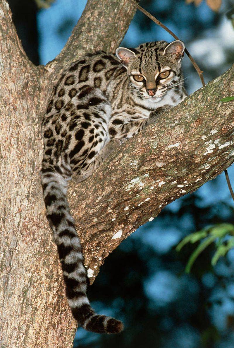 Margay (Leopardus wiedii)