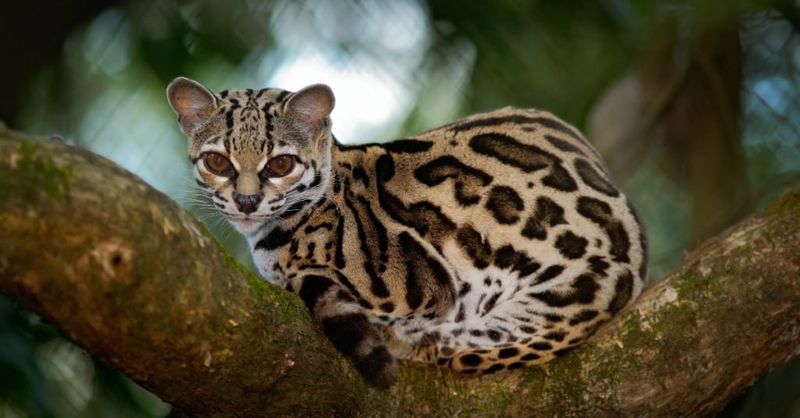 Margay