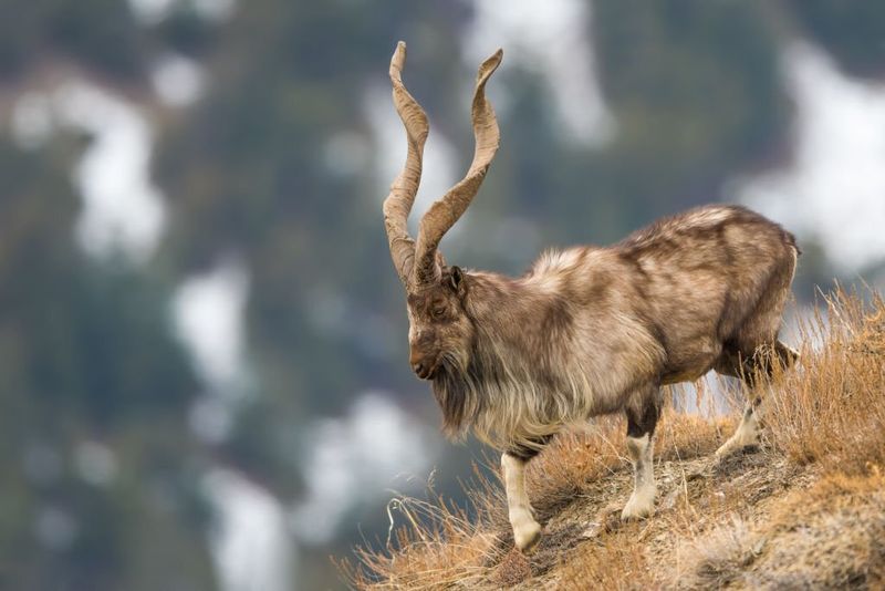 Markhors