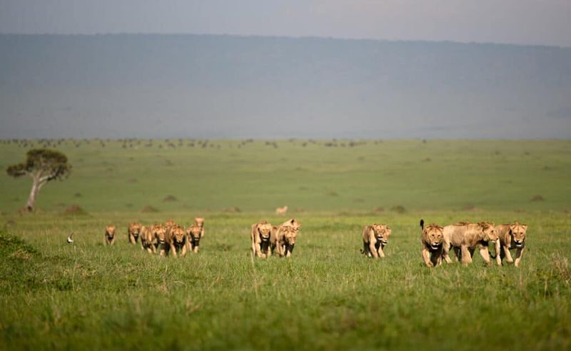 Masai Mara National Reserve, Kenya