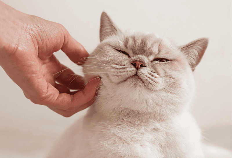 Master The Art Of Petting