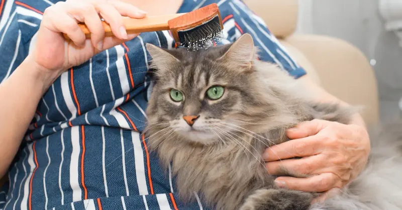 Master the Art of Gentle Grooming