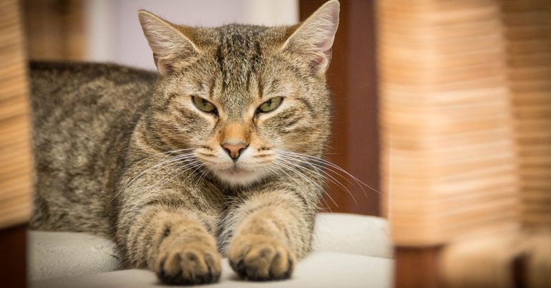 Master the Slow Blink Communication