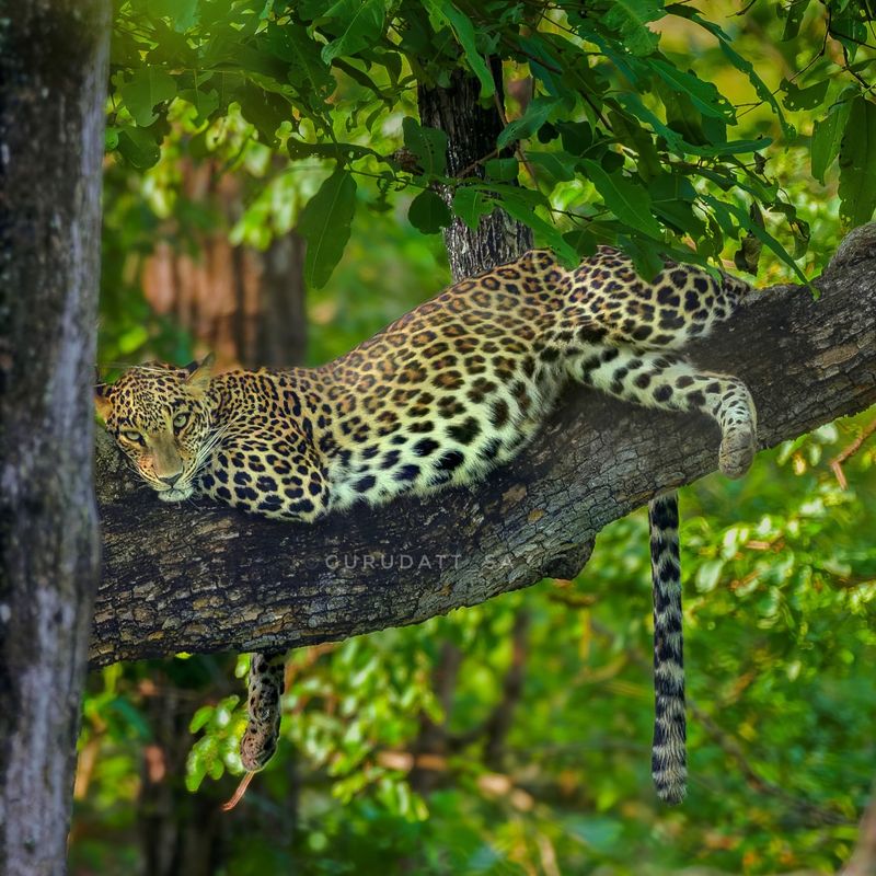 Mastery of Camouflage