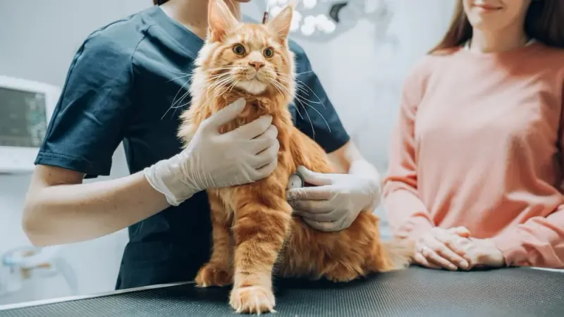 Medical Concerns