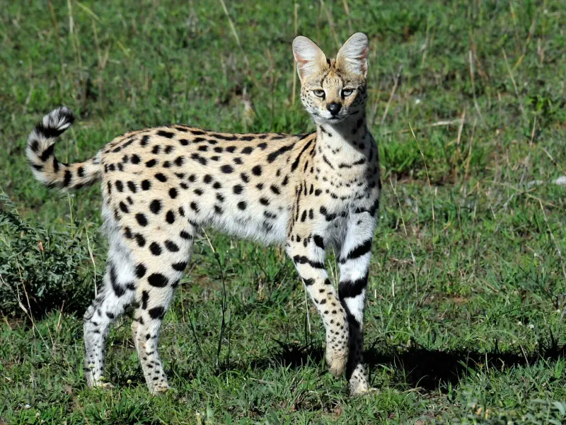 Mediterranean Serval