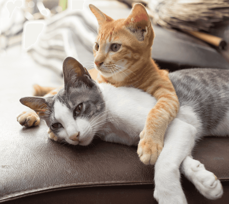 Meet Multiple Cats Before Deciding